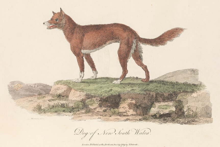 A historic drawing of a dingo standing on a raised bit of a grass.