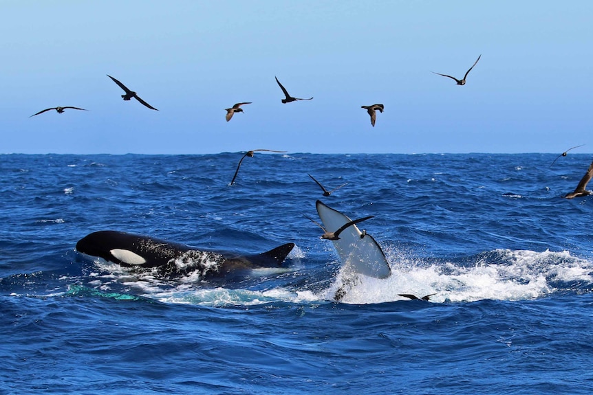 Orca swim surrounded by birds.