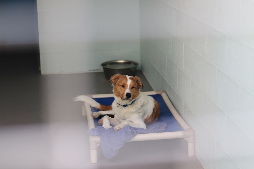 A dog lies on a bed