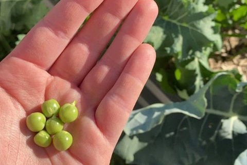 Peas sitting in someone's hands.