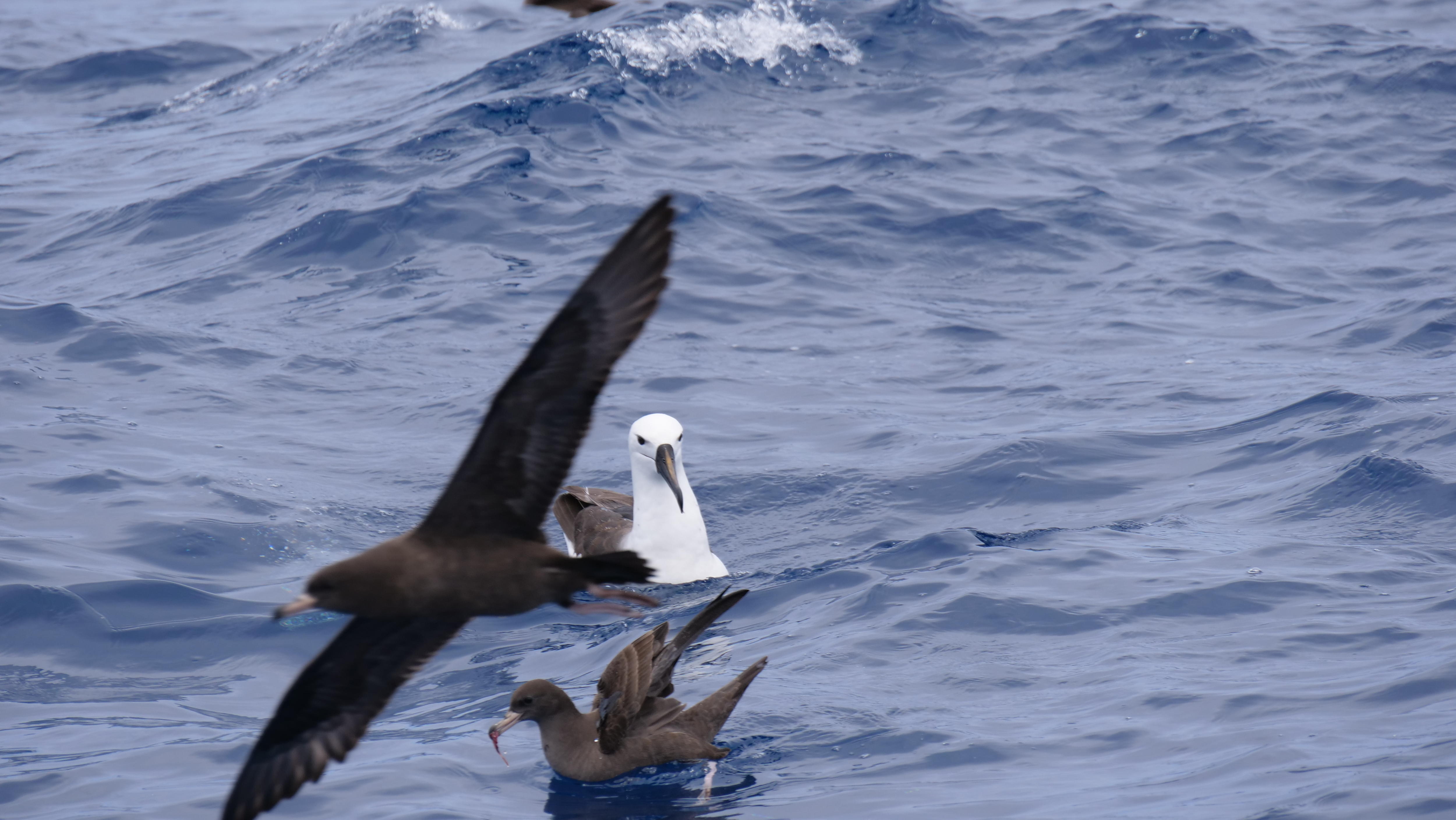 Several birds float on the ocean