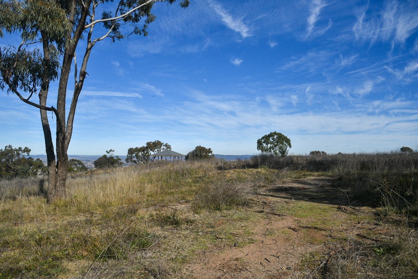 A medium sized eucalyptus tree in a park with knee high grass beneath a blue sky with wispy clouds.