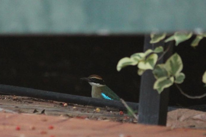 A colourful bird seen sitting on a window sill among foliage.