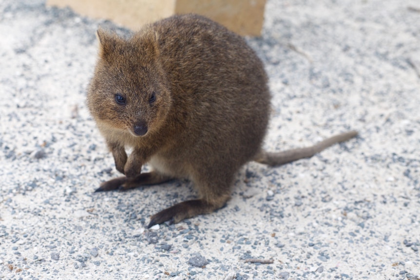 A quokka stands on pebbled ground.