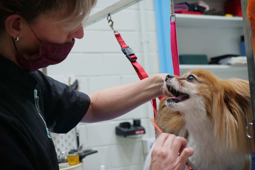 A small dog waits as a dog groomer carefully brushes around its ears