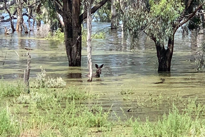 A kangaroo in high water among trees. 