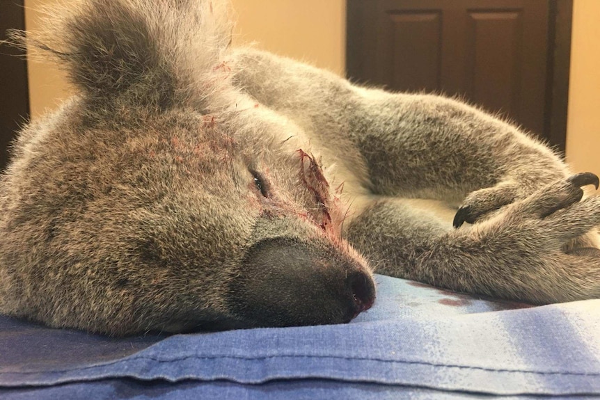 Dead koala in Appin NSW