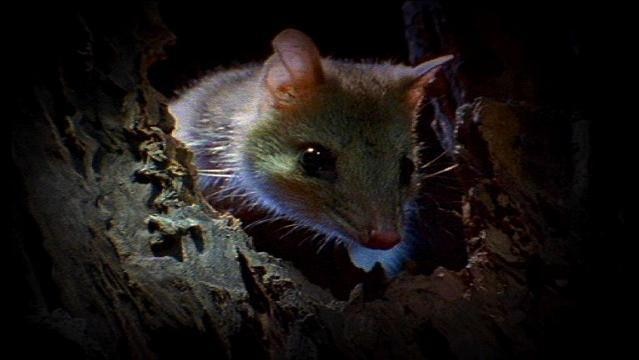 A quoll peeks out from a hole at night