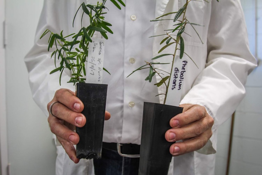 Two young plants held by the curator.