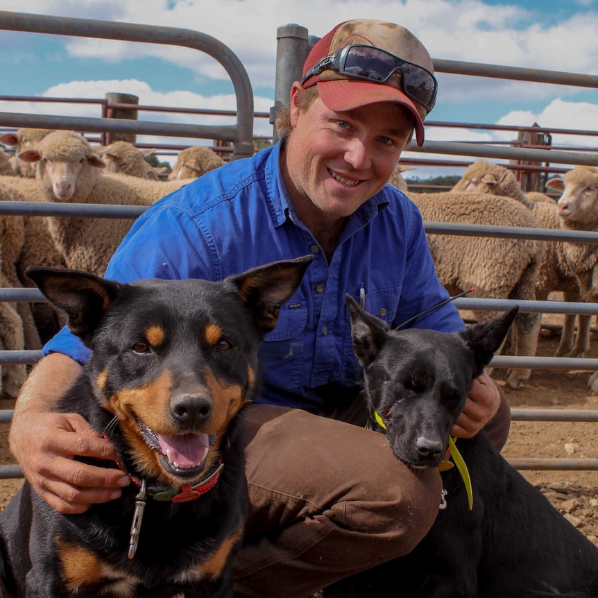 Farmer kneels down with his two cattle dogs in front of a sheep pen.