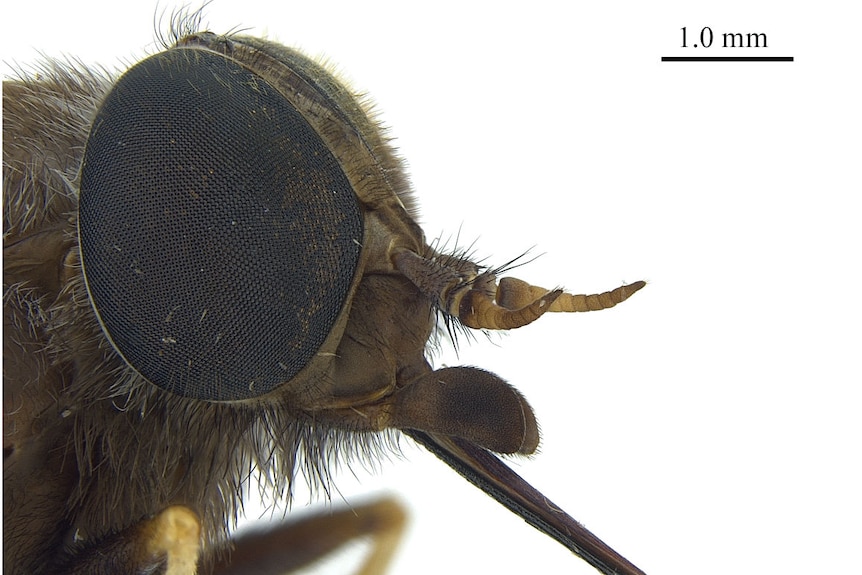 close up of a fly's head