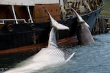 Carcasses of two fin whales are tied to a whaling ship as it anchors near a processing plant. 