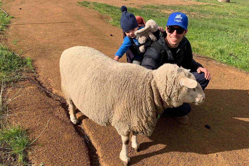 A man and a toddler meet a woolly sheep in a paddock.