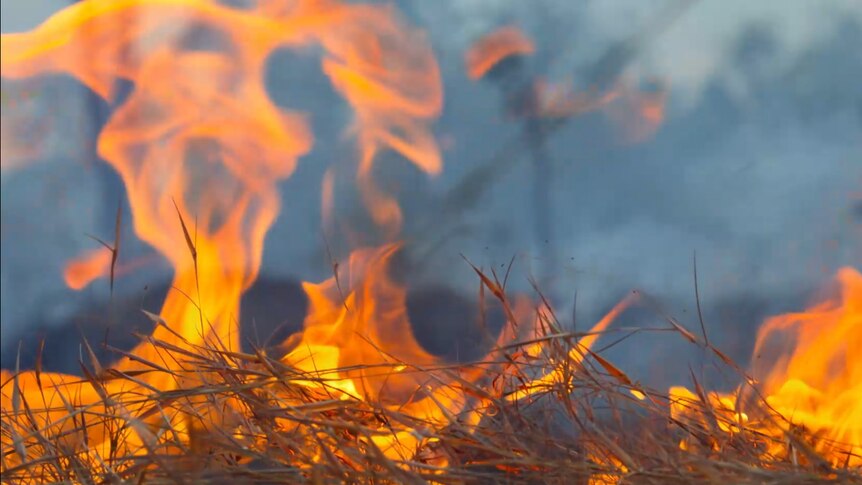 Flames burn in grass