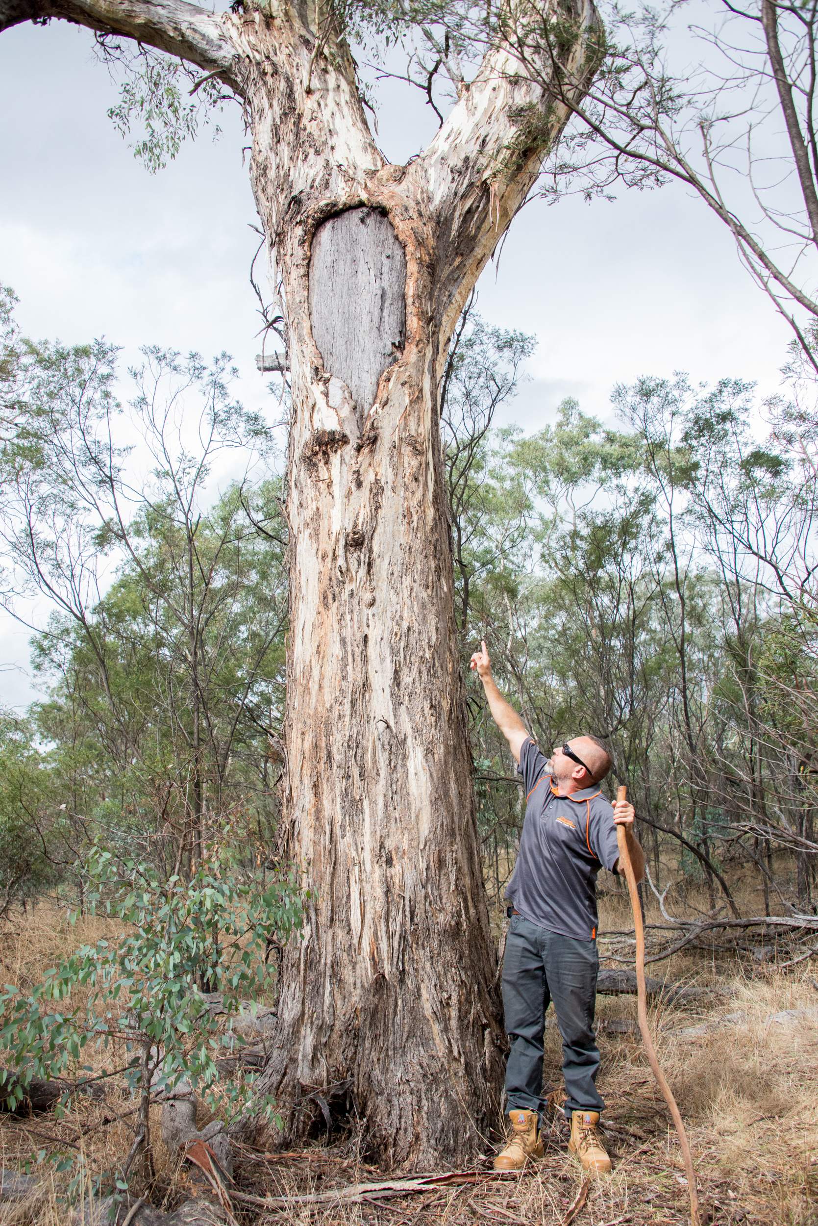 Aboriginal cultural tours on Mount Majura help people see Canberra