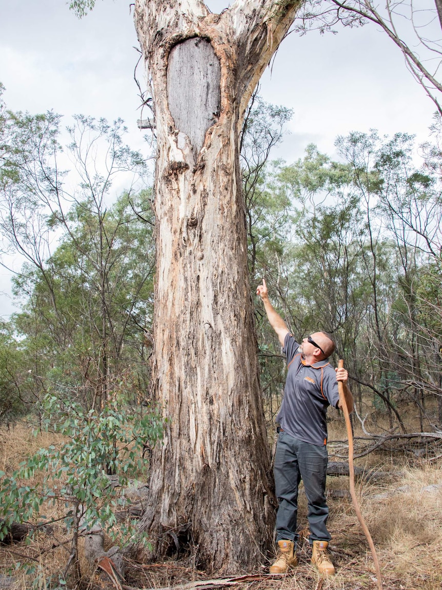 Tyronne Bell points out an Aboriginal scar tree.