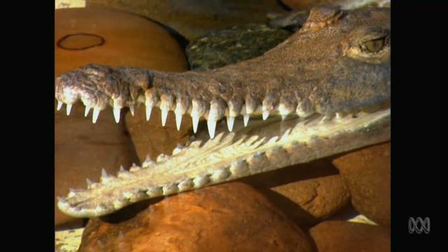 Our Animals: Crocodiles up close - ABC Education