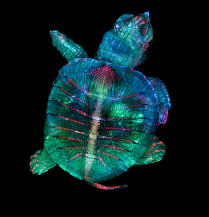 A multi-coloured, florescent baby turtle against a black background.