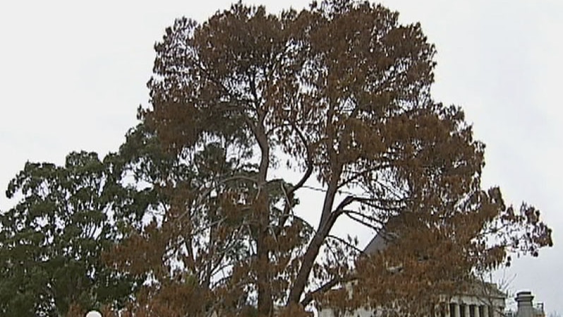 Diseased lone pine at Melbourne's Shrine of Remembrance