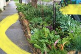 A healthy vegetable patch with leafy greens grows beside a footpath in Melbourne, to depict how to plant a nature strip garden.