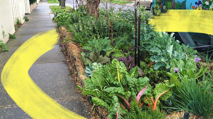 A healthy vegetable patch with leafy greens grows beside a footpath in Melbourne, to depict how to plant a nature strip garden.