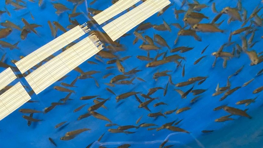Dozens of snapper fingerlings up close in a pool of water.