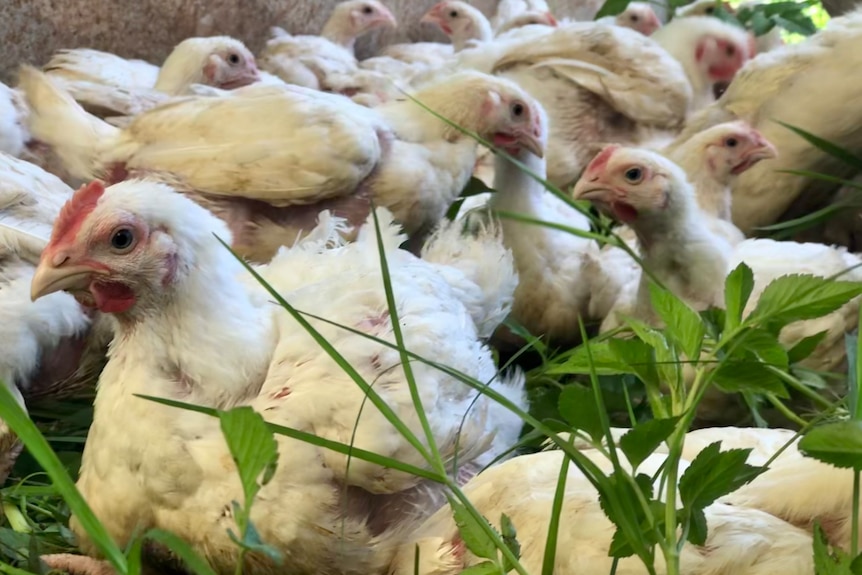 Chickens sitting down amongst grass