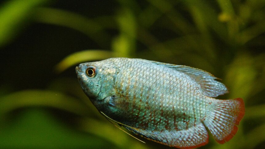 The Dwarf Gouramis is part of the gourami family which will undergo testing.