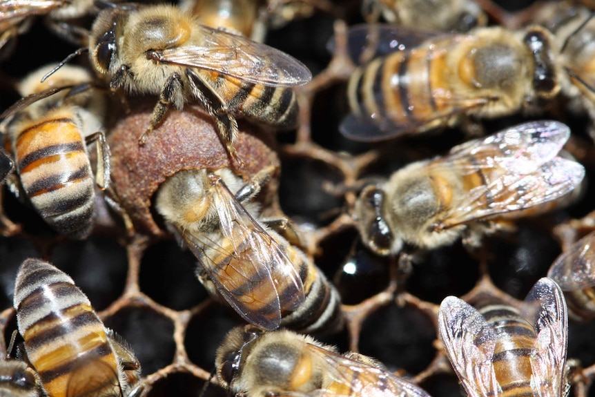 Queen larvae being fed in the hive.