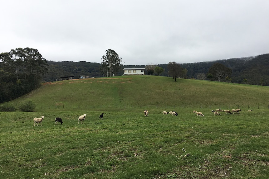 About 20 sheep graze at the Adele Training Farm.
