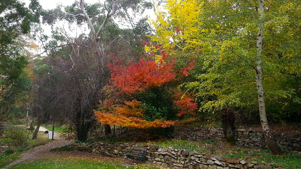 The autumn colours of Bridgewater gardens