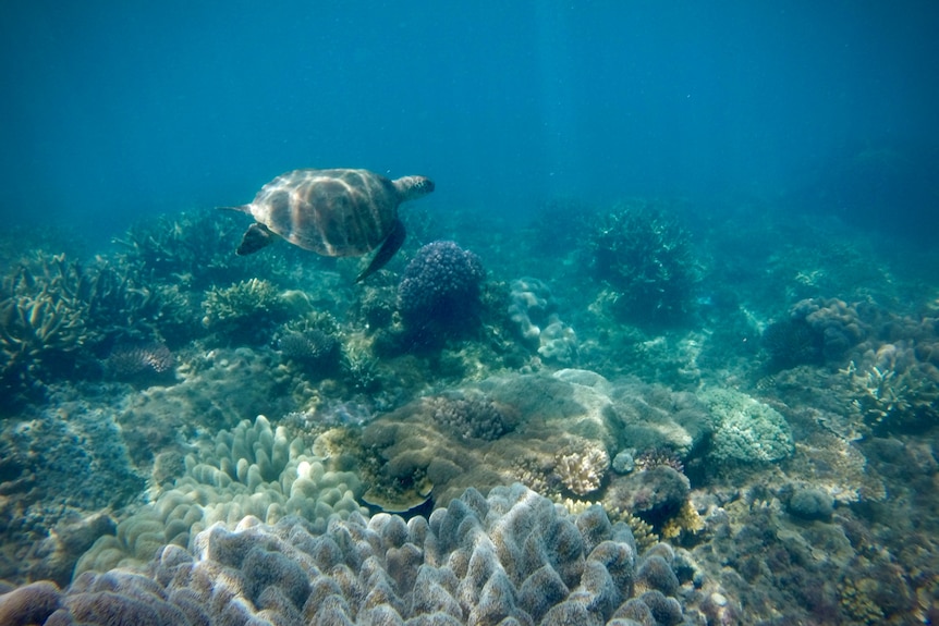 A turtle surrounded by coral 