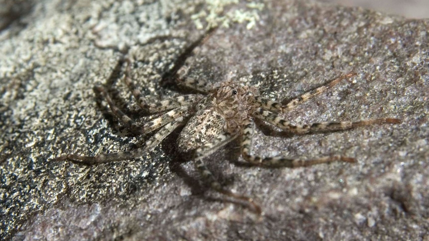 I travelled Australia looking for peacock spiders, and collected 7 new  species (and named one after the starry night sky)