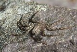 A Karaops toolbrunup spider lies on a grey speckled rock.