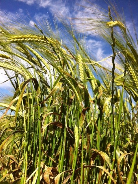 Charger barley