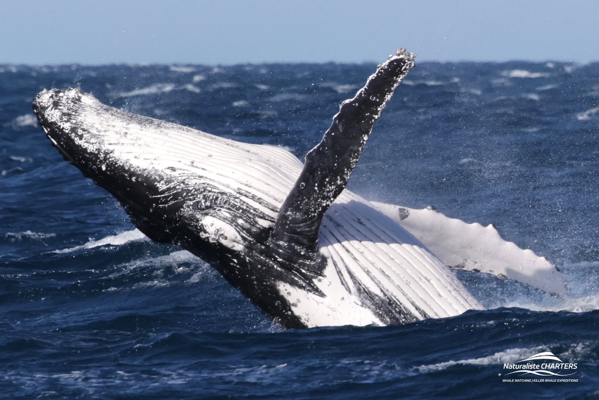 Whale census records unexplained drop in sightings off WA's South West
