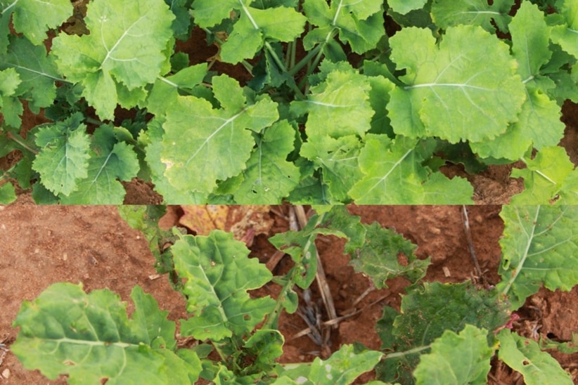 Canola crops affects by Beet Western Yellows