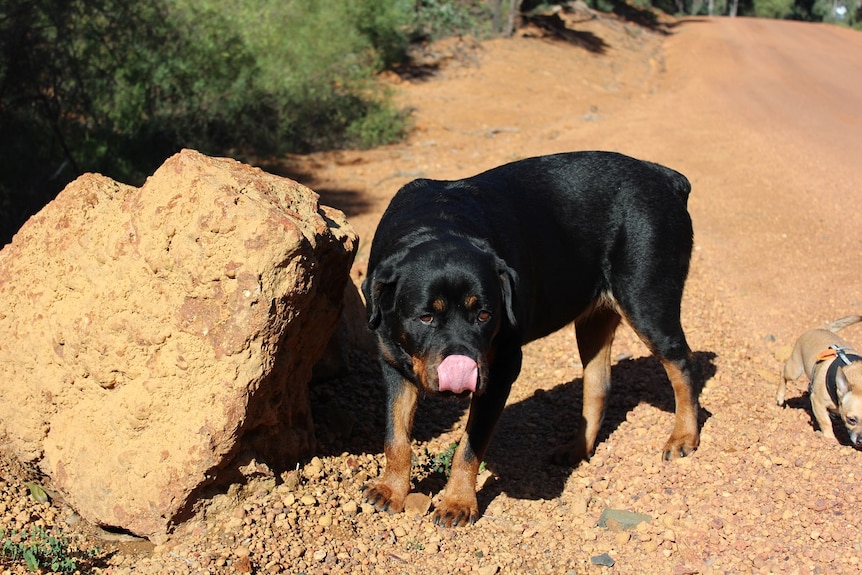 Molly the rottweiler