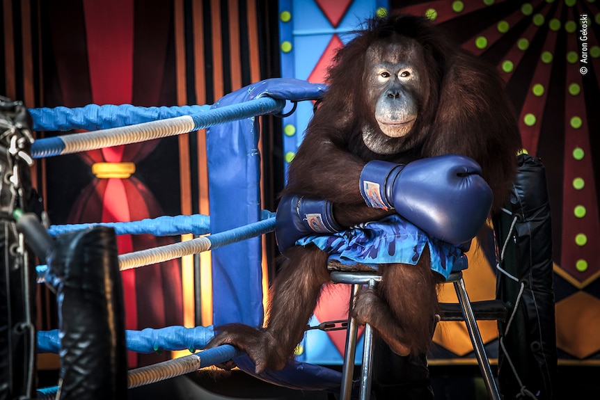 An Orangutan sits in a boxing ring wearing boxing gloves and a pair of shorts.