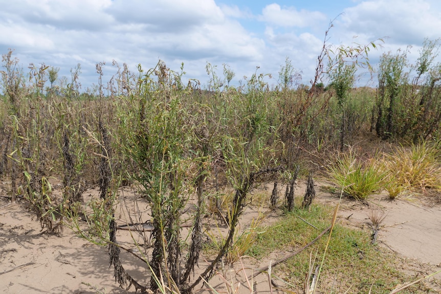 Long vertical weeds on a sandy field