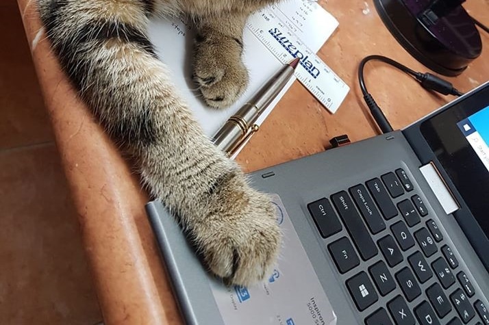 A cat sits on top of papers and stretches her paw out on laptop while the owner is working from home.