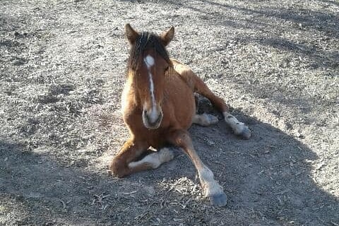 18-month-old starving brumby in the Barmah National Park
