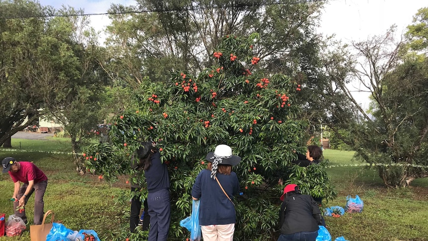 Generations picking lychees