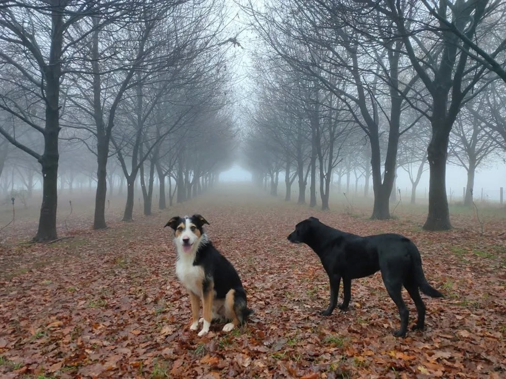 Expanding the truffle farm in Tasmania