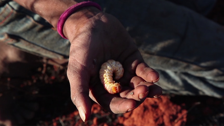  A hand holds a witchetty grub