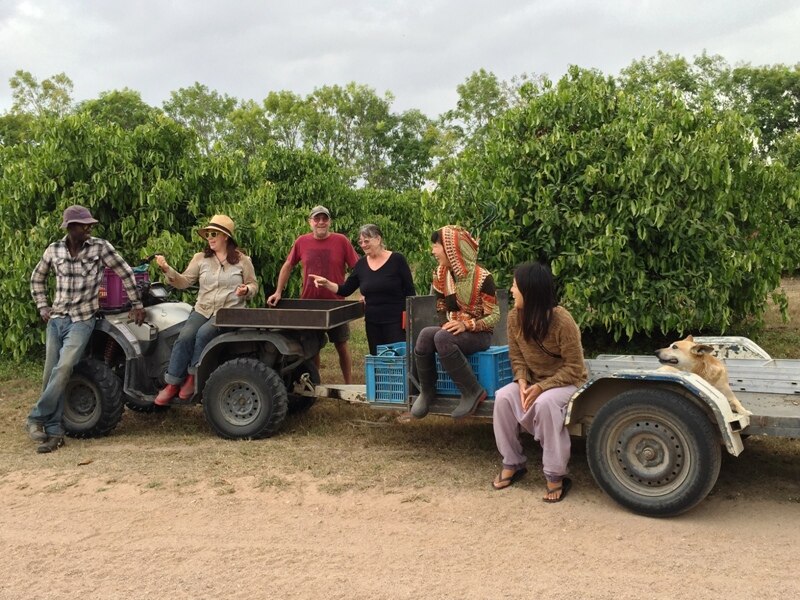 World Wide Opportunities on Organic WWOOFers, enjoying life on the farm at an orchard, south of Townsville