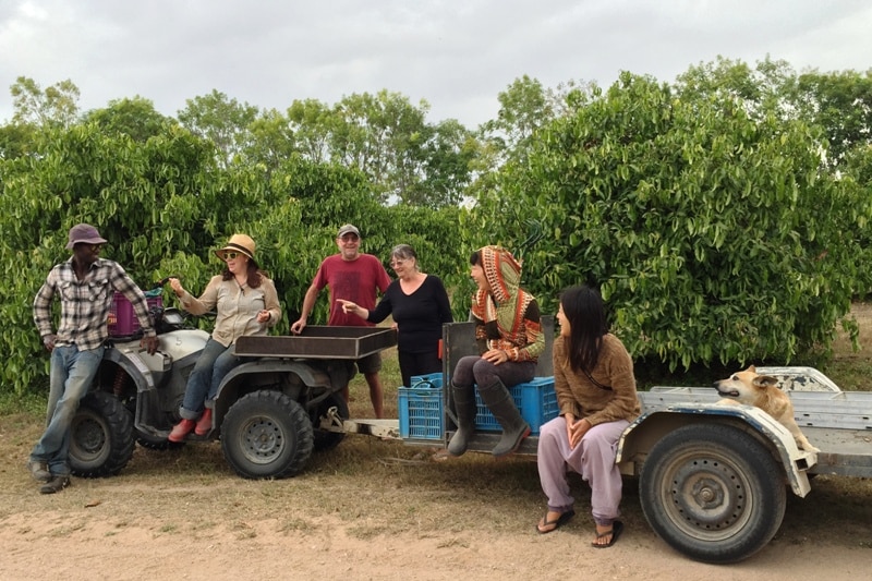 Willing workers, or WOOFs, enjoying life on the farm at an orchard, south of Townsville