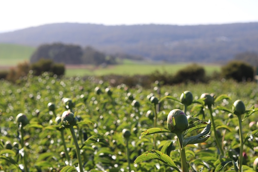A field of peonies ready to bloom in Forth, Tasmania.