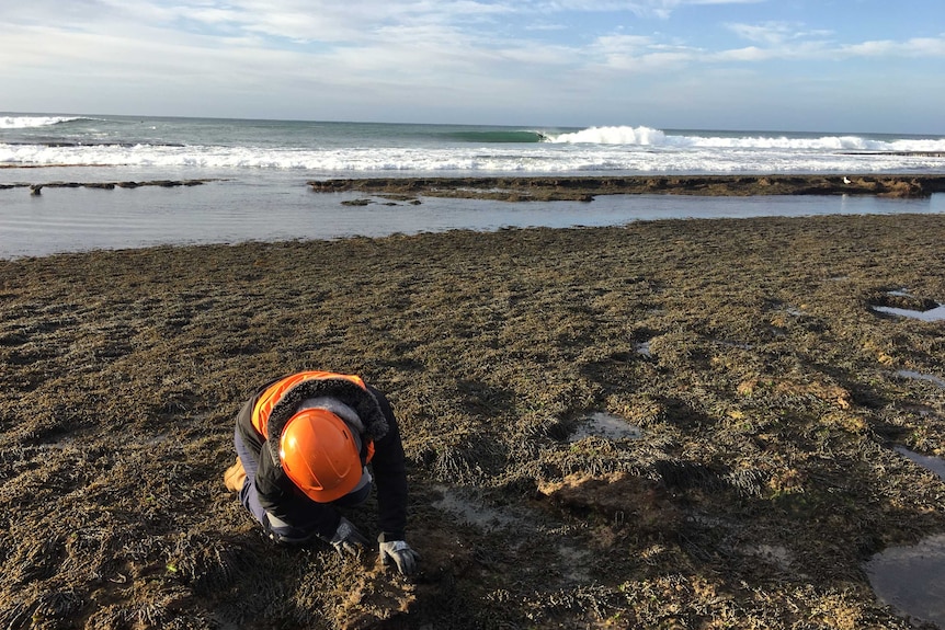 Researcher looks for fossils with surfer in background