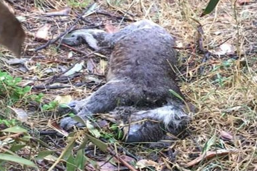 Deceased koala on forest floor